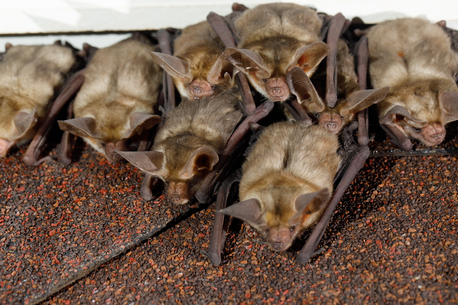  pallid bat (<i>Antrozous pallidus</i>).